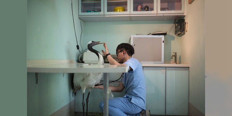 Guindaste de coroa vermelha com fabricação rápida