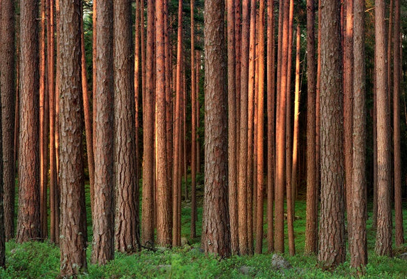Munich Re's MEAG raises over $200 million for Sustainable Forestry Fund 