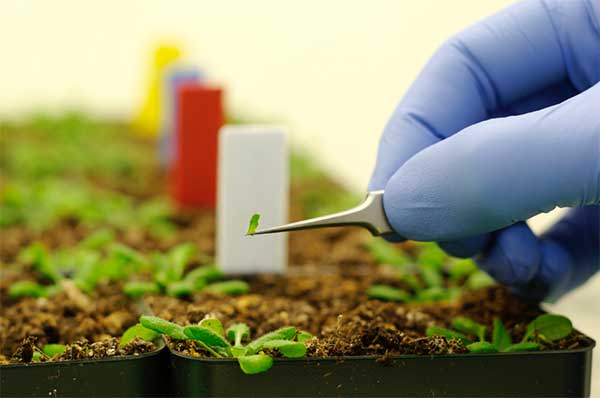 Nanotecnologia e seu papel na agricultura