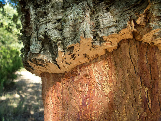 Pisos de cortiça: uma solução de piso ecológica